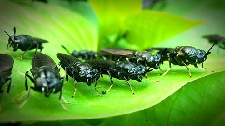 Black Soldier Flies