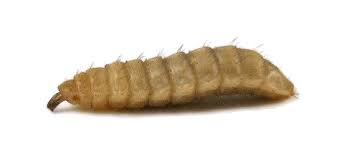 larvae